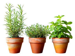 Obraz premium Fragrant Herbs Rosemary, Thyme, and Mint in Terracotta Pots