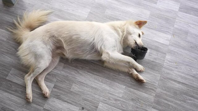 The white dog likes to bite things in the house.