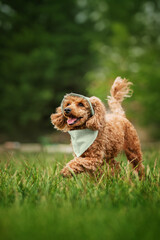 red poodle dog running happily across a green lawn, photo of a pet in nature, walk in the park