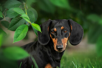Dachshund artistic beautiful portrait in the leaves, the dog looks out of the bushes