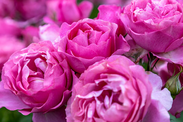 Beautiful Pink Rose Flowers 'Saffie-Rose' a special rose plant named and created in memory of their...