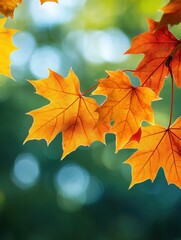 Obraz premium Vibrant autumn maple leaves in sunlight against a blurred green background creating a serene and natural scene perfect for seasonal themes
