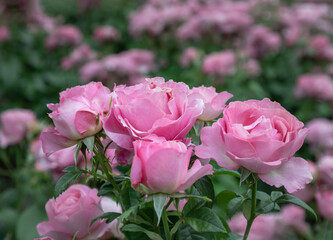 Delightful Pink Rose Flowers 'Saffie-Rose' a special rose plant named and created in memory of...