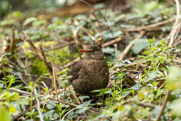 Female Blackbird (Turdus merula) in Dublin, commonly found across Europe in gardens and woodlands