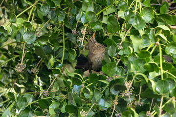 Female Blackbird (Turdus merula) in Dublin, commonly found across Europe in gardens and woodlands