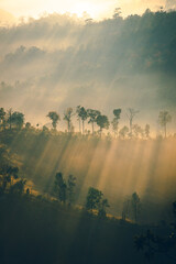 High angle view of mountain with fluffy fog in the morning. The sun rises shines through the trees, creating a beam of light in warm tones. The idea for a nature background with copy space.