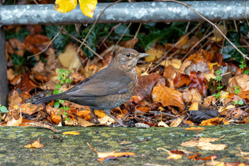 Female Blackbird (Turdus merula) in Dublin, commonly found across Europe in gardens and woodlands