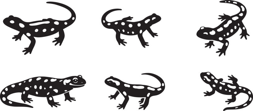 Spotted salamander silhouettes set of six, Amphibian illustration black white designs