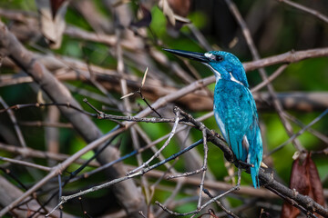 Small blue kingfisher really likes to perch in river