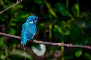 Obraz premium Small blue kingfisher really likes to perch in river