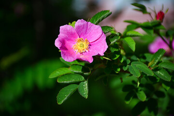 vibrant pink wild rose blossom. Floral image for greeting cards, wedding invitations, organic or natural products, nature-themed wall decor or prints.