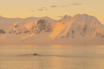 Humpback Whale Tail with Glacier Covered Mountains at Sunset in Background, Antarctic Peninsula © EllenXue