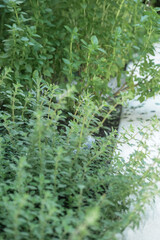 Fresh green basil plant growing in a garden. A vibrant and natural scene representing homegrown herbs, organic gardening, and healthy living.