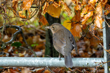 Female Blackbird (Turdus merula) in Dublin, commonly found across Europe in gardens and woodlands