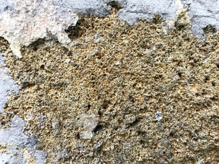 A ladybug is perched on a lush green leaf.
