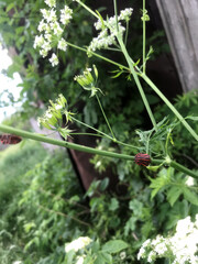 Colorful caterpillars on green plants in a vibrant garden