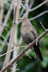 Female Blackbird (Turdus merula) in Dublin, commonly found across Europe in gardens and woodlands