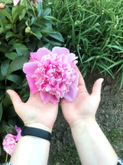 Bright pink peony flower held gently in hands outdoors