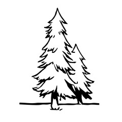 Contour spruce, linear silhouette of spruce on white background. Vector Black White Sketch