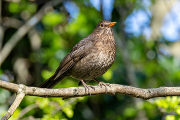 Female Blackbird (Turdus merula) in Dublin, commonly found across Europe in gardens and woodlands
