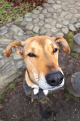 Funny dog with big nose looking up in park, top view portrait. First person view of pet dog. Vertical photo of mixed-breed dog with long snout looking at camera at owner.