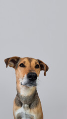 rescue dog with floppy ears looking at camera Vertical portrait on gray background with space for text insertion. Template with a pet for a pet shop, veterinary clinic, pet hotel