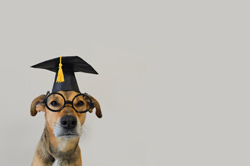 Cute dog celebrating graduation in glasses and academic cap looking at camera on light background, space for text. Adorable dog professor teacher. back to school theme and copy space. school mascot