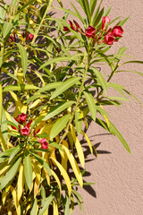 Flowering Nerium oleander houseplant with yellow leaves on apartment balcony