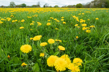 Blühende Löwenzahnwiese in leuchtendem gelb