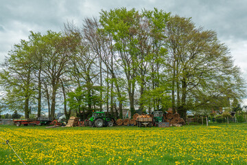 Blühende Löwenzahnwiese in leuchtendem gelb