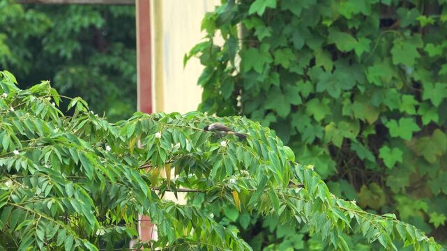 Swinhoe's bulbul (Pycnonotus aurigaster) in the Surabaya city park. Java, Indonesia