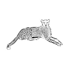 cheetah, vector sketch
