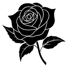 black rose vector illustration