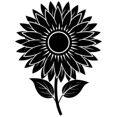 sunflower on white background