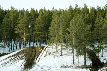 A snowy hillside with a forest of trees