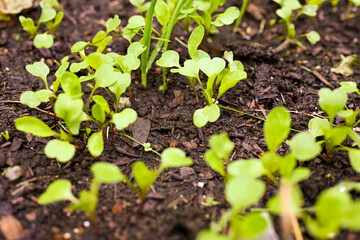 Radishes sprouting