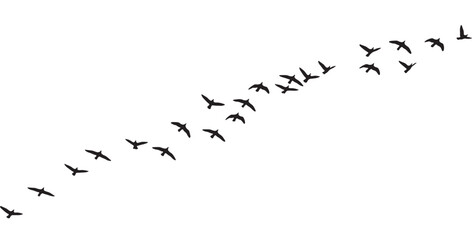 Silhouette of migrating birds flying together in sky in V formation. Flock of birds flying in formation silhouette