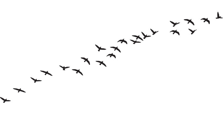 Silhouette of migrating birds flying together in sky in V formation. Flock of birds flying in formation silhouette
