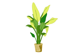 バナナの木の鉢植えのイラスト