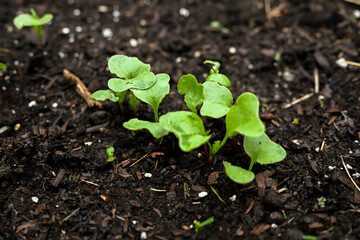 Radish sprouts