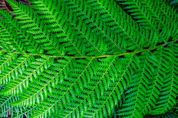 green fern leaves close up photo wallpaper background 