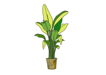バナナの木のパームツリーのイラスト