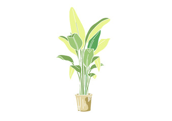 バナナの木のパームツリーのイラスト