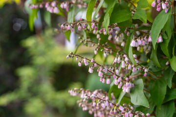 A shrub with numerous pink-white blossoms in the fresh spring light. The small flowers hang from long, curved branches.