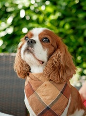 cavalier king charles spaniel with bandana