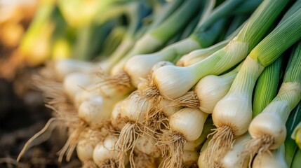 Fresh green onions harvested from the soil, showcasing vibrant colors and textures, arranged in a neat pile, highlighting the natural beauty of organic produce
