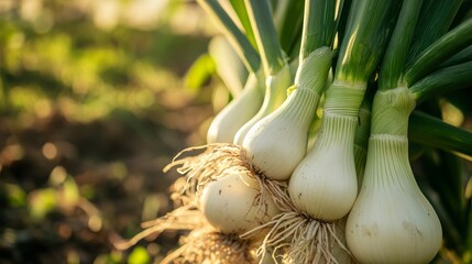 Fresh green onions with vibrant roots are gathered together in a lush garden, showcasing their natural beauty and organic farming practices in a sunlit environment