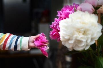 Child's hand plucking pink flower petals from a bloom to explore and taste, capturing innocent curiosity