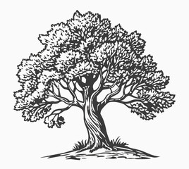 Hand-Drawn Sketch of a Large Oak Tree