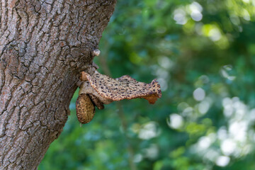Tree fungus grows diagonally from the tree trunk. The background fades into light gre